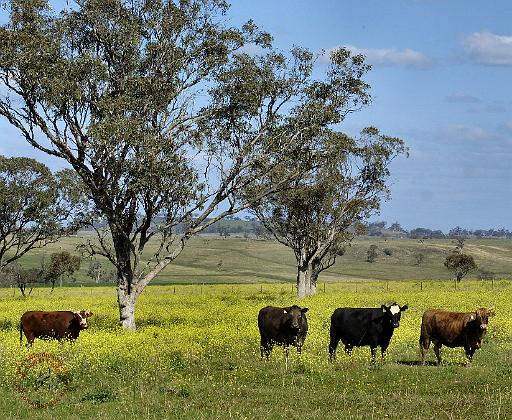 Australian Cattle 9P27D-22.JPG